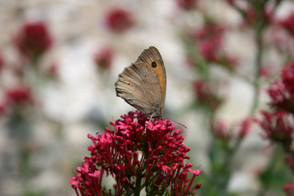 Myrtil (Maniola jurtina) sur un massif de jardin © Nicolas Macaire LPO